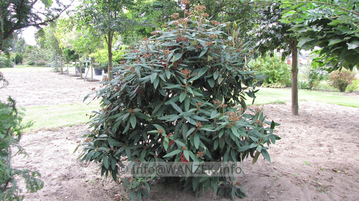 Viburnum rhytidophyllum 02 Sol 1.JPG